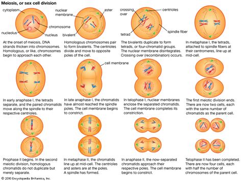 Biology Pictures Stages Of Meiosis Explained