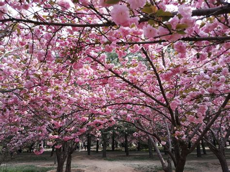 Quelle est la couleur des arbustes à rose ? Images Gratuites : Cerise, rose, printemps, Chine, arbre ...