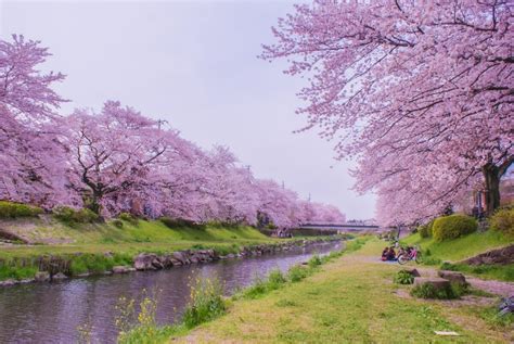 Cherry Blossom Season In Japan 2022 Sakura Forecast Updated Japan