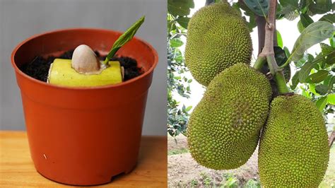 Tips To Grow Jackfruit From Seeds Quickly Harvest With 100 Success