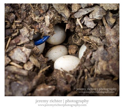 Jeremy Richter Photography Blog Blue Tailed Skink Nest With Eggs