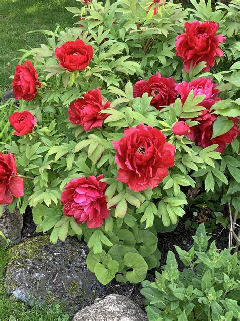 Japanese Tree Peony 2019 Tree Peony Japanese Tree Beautiful Flowers