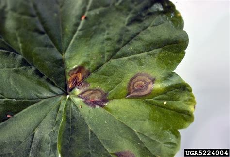 In this article, you will learn about the. gray mold (Botrytis cinerea ) on geranium (Pelargonium spp ...