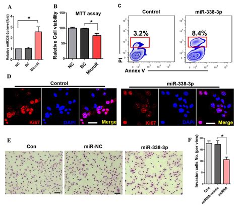 MiR3383p Inhibits A549 Lung Cancer Cell Proliferation And Invasion By