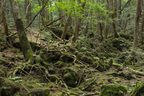 Free photo: Japan Suicide Forest - Branches, Morning, Trees - Free ...