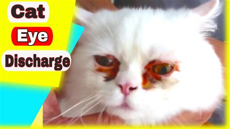 Cat Eye Discharge Cat Eye Discharge Remedy Youtube