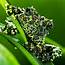 Vietnamese Mossy Frog On Leaves Photograph For Sale As Fine Art