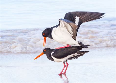 how birds have sex bird reproduction bird spot