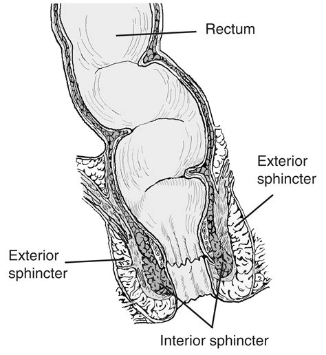 Anatomy Of The Rectum And Anus With Labels Media Asset Niddk