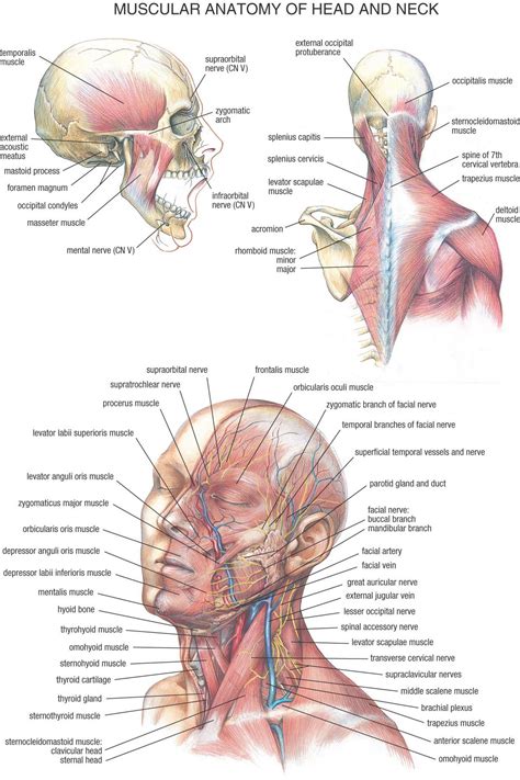 They also work in tandem to form organ systems, like the digestive system or the circulatory system. 04_Muscular_Anatomy_of_Head_and_Neck.jpg 1.239 ×1.859 pixels | Menneskets anatomi, Anatomi ...