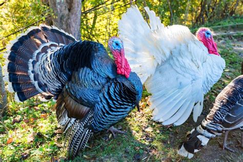 Male And Female Turkeys Outdoors On Grass Stock Photo Image Of Bird