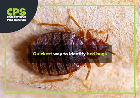 How To Identify Bed Bugs In Your Hotel Room Competitive Pest Services