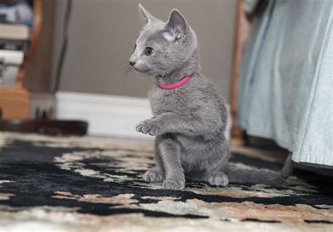 Mina is a beautiful munchkin kitten with short legs. Russian Blue Kittens For Sale Craigslist | Top Dog Information