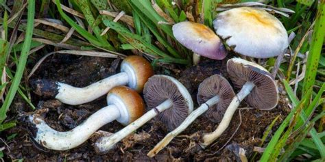 Magic Mushrooms Will Be Legal In Oregon Next Year Only One Fast