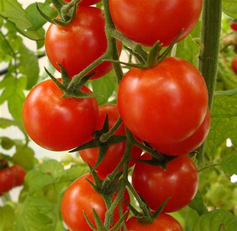 Como Cultivar Tomates