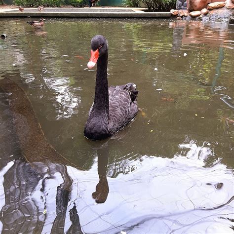 Kawasan kuala lumpur memiliki luas wilayah sebesar 244 km2 dan jumlah taman burung kl atau sering dikenal dengan kl bird park dapat dijangkau dengan mudah dari klcc. Aktiviti Menarik Di Taman Burung Kuala Lumpur ~ Qisstiera