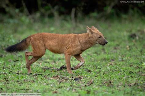 Dhole Facts Pictures And Information Discover An Endangered Asian Dog