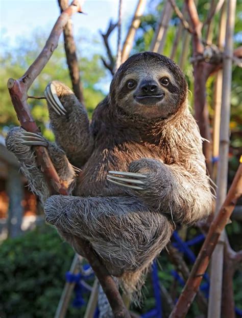 Happy Sloth Cute Sloth Pictures Cute Baby Sloths Sloth Lovers