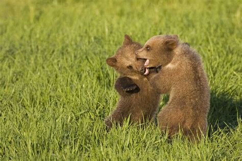 European Brown Bear Cubs Playing Ursus Arctos Close Up Stock Photo