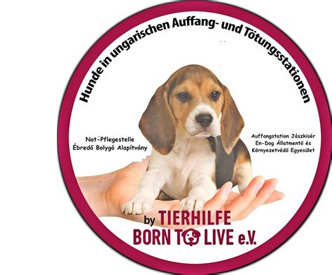 Hunde In Ungarischen Auffangstationen Zuhause Gesucht Rakamaz