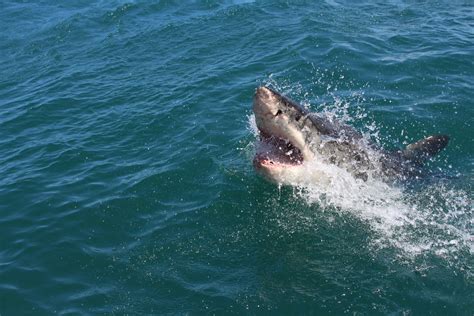 Sharks Cove Hawaii Shark Attack Gricelda Whyte