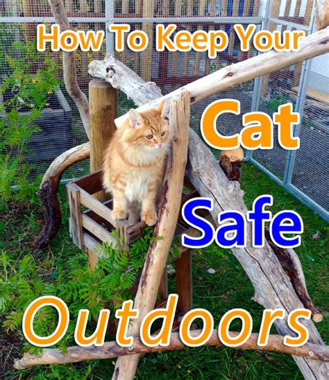 How To Keep Your Cat Safe Outdoors Thecatsite Articles
