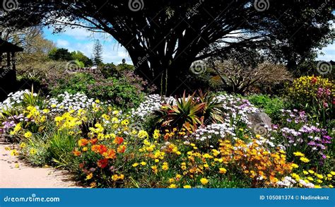 Colorful Flowerbed In Spring Season At Botanic Garden Auckland With