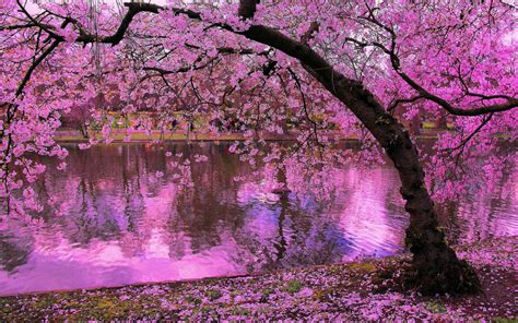 Background Japanese Cherry Blossom Tree Wallpaper