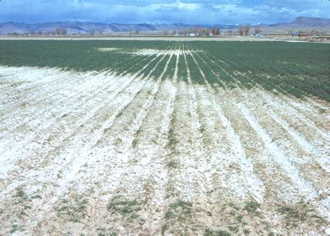 Could Salt Tolerant Crops Be Solution To Sustainable Food Production