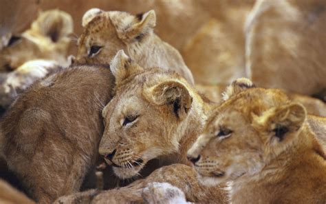 Beautiful Animals Safaris Amazing Lions Big Cats Africas Dangerous