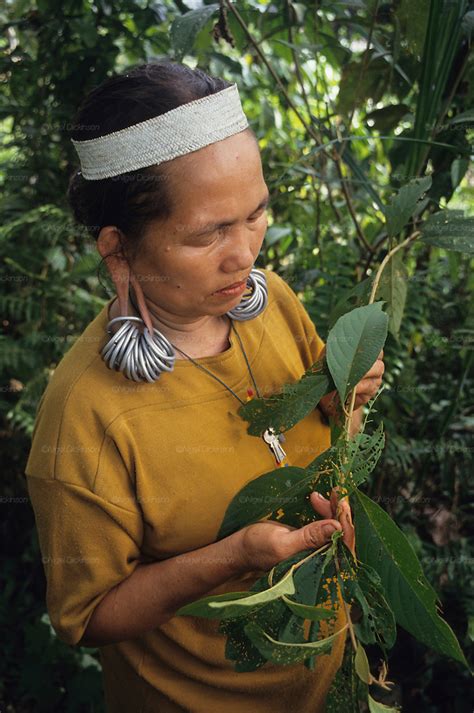 indigenous dayak collecting medicinal herbs and plants tropical rainforest malaysia sarawak