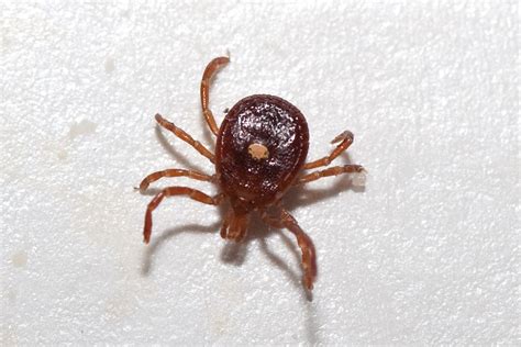 How To Avoid Ticks And The Diseases They Carry Laptrinhx News