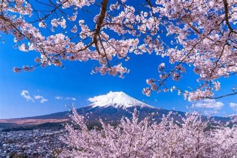 Japan S Cherry Blossoms In 2023 Updated Forecast And Best Spots