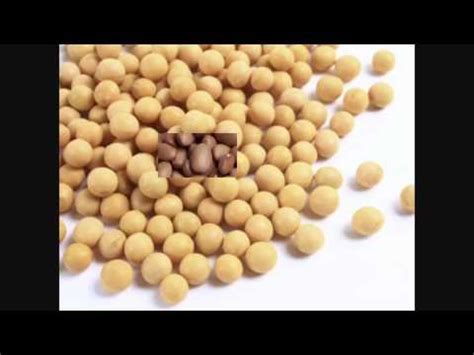 Beans, beans, the musical fruit is a playground saying and children's song about the capacity for beans to contribute to flatulence. Beans(the musical fruit) official music video - YouTube