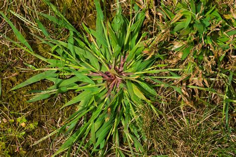 Annual Crabgrass In Turfgrass Weeds Sod Resources Scienturfic Sod