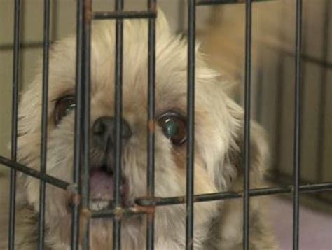Dogs Rescued From Puppy Mills Up For Adoption Saturday