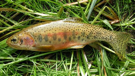 Westslope Cutthroat Trout Yellowstone National Park U S National Park Service