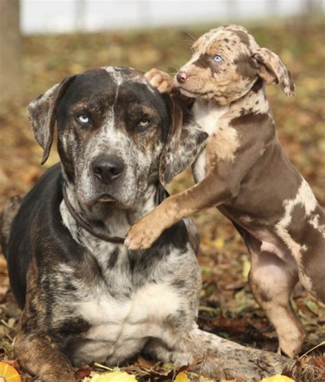 10 Cool Facts About Catahoula Leopard Dogs Catahoula