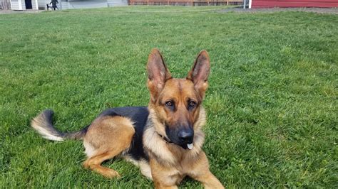 Very Underweight 8 Month Old Pup Page 3 German Shepherd Dog Forums