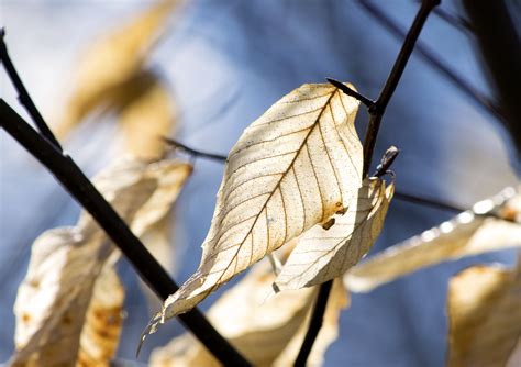 Shallow Focus Photography Shot Of Beige Dry Leaf Hd Wallpaper