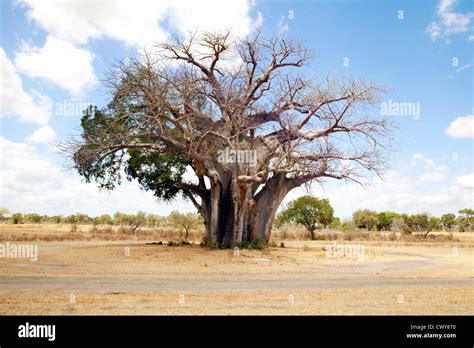 The Oldest Baobab Tree In The Selous Game Reserve At 2600 Years Old Selous Game Reserve