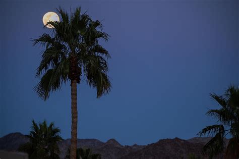 Desert Snow Full Moon Rise Palm Tree Silhouette Photograph By Bonnie