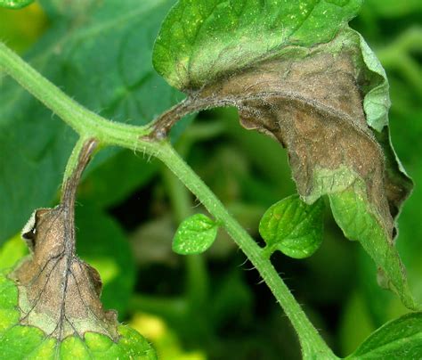 Tomato Diseases Blight Charcoal Rot Target Spot And Anthracnose