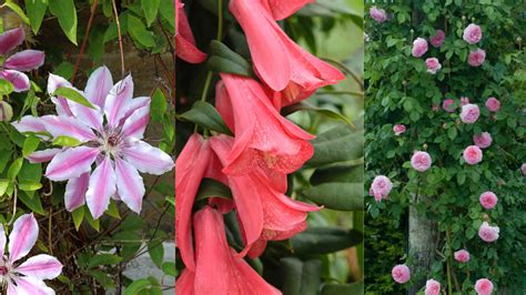 Best Climbing Plants For Shade 10 Pretty Ways To Bring Flowers And