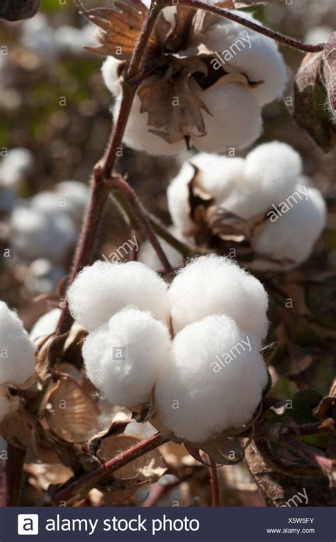 Cotton Plant Stock Photos And Cotton Plant Stock Images Alamy