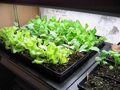 Growing Indoor Lettuce Radishes Salad Winter Garden