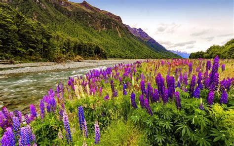 Landscape Wild Flowers Purple Lupine Flower Coast Mountain