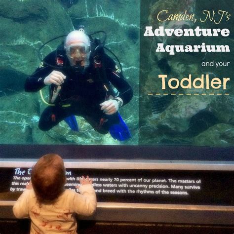 A Guide To Camden Njs Adventure Aquarium With Your Toddler Mba Sahm
