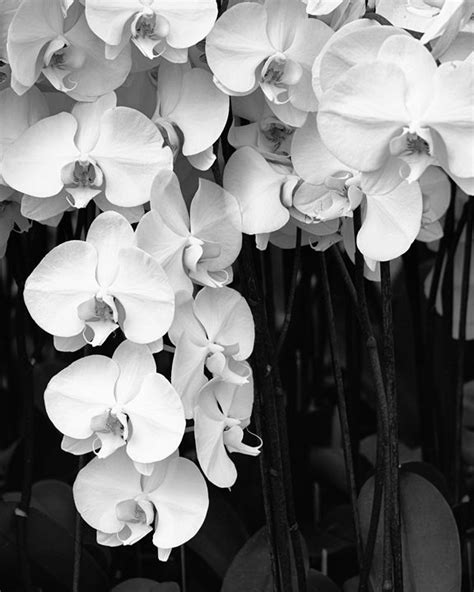 Bell Orchids William Dey Photography Photography Flowers Plants