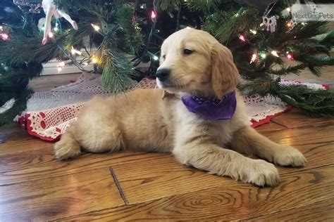 Puppies are limited akc registration, which means they are adpoted as beloved pets and not for breeding purposes. Golden Retriever puppy for sale near Tulsa, Oklahoma. | 14af1176-2ee1